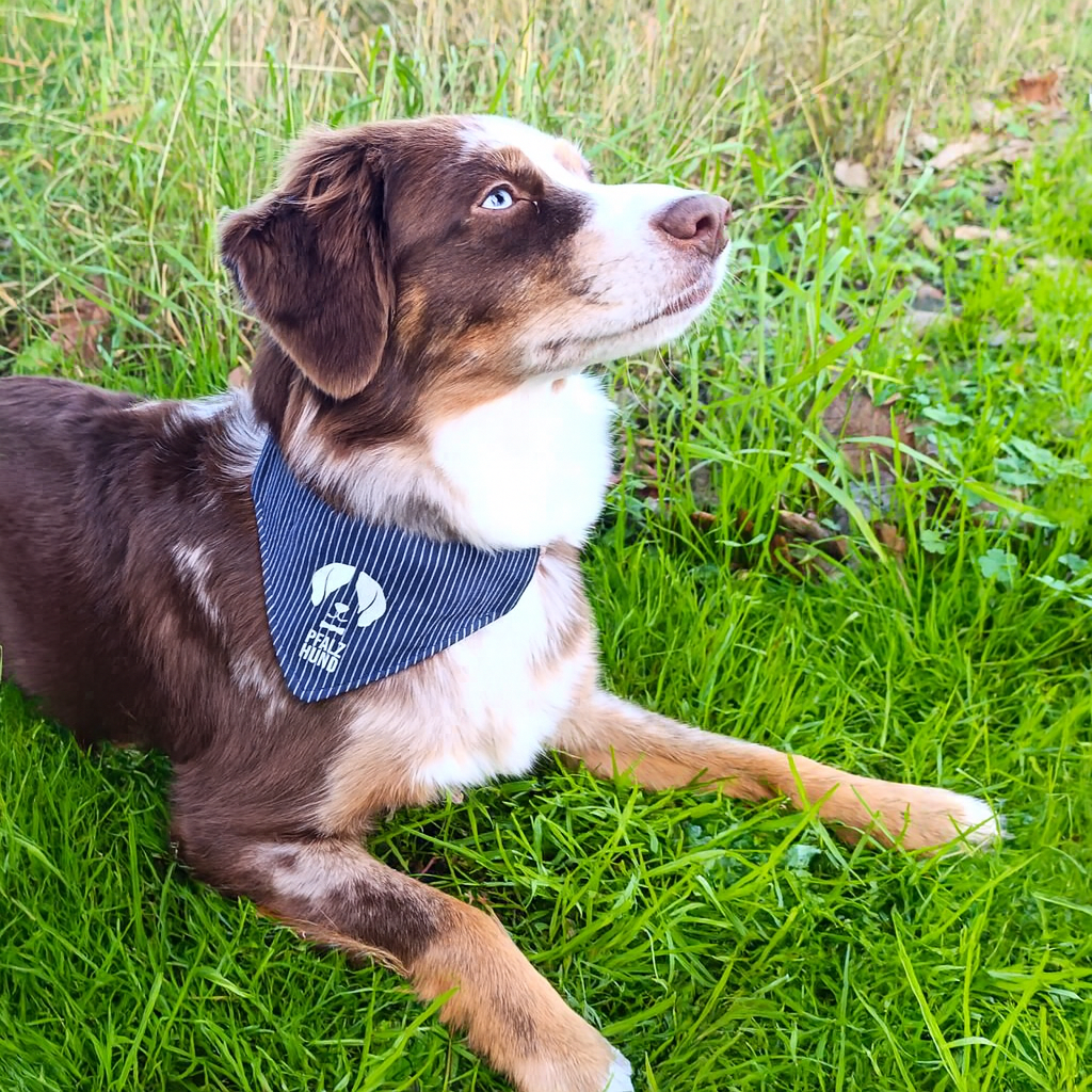 Hundehalstuch aus Winzerstoff von PfalzHund